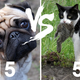 Illustration for article titled Dog Name Database Finally Proves Bernie Would've Won